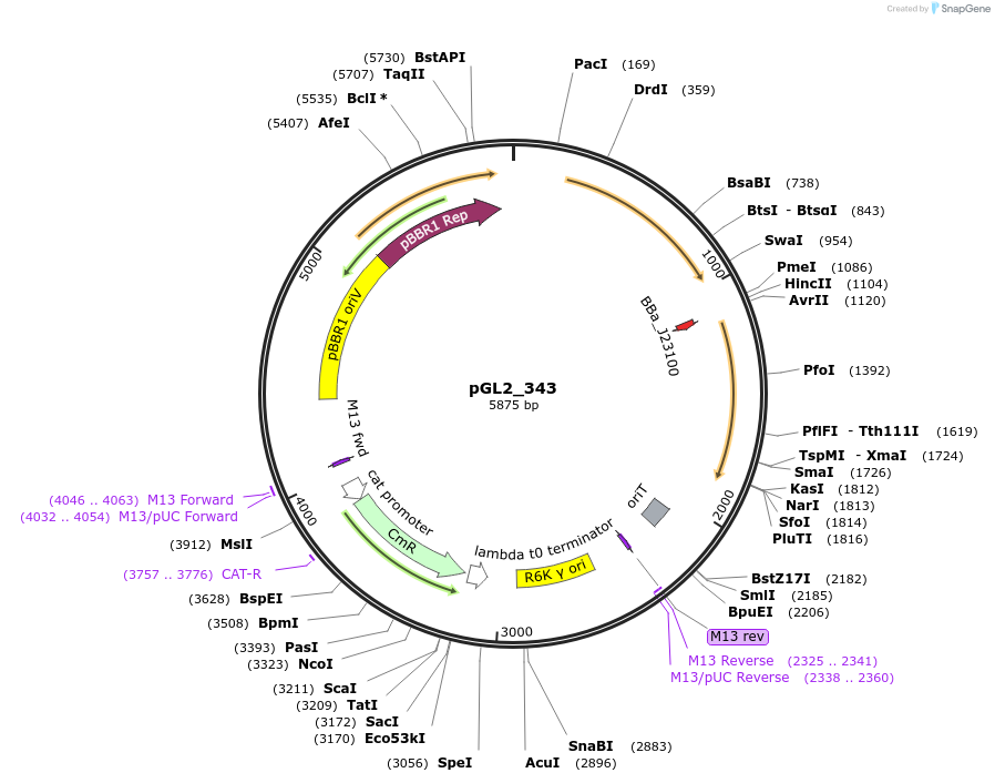 251923-plasmid-map-sequence-id-504590