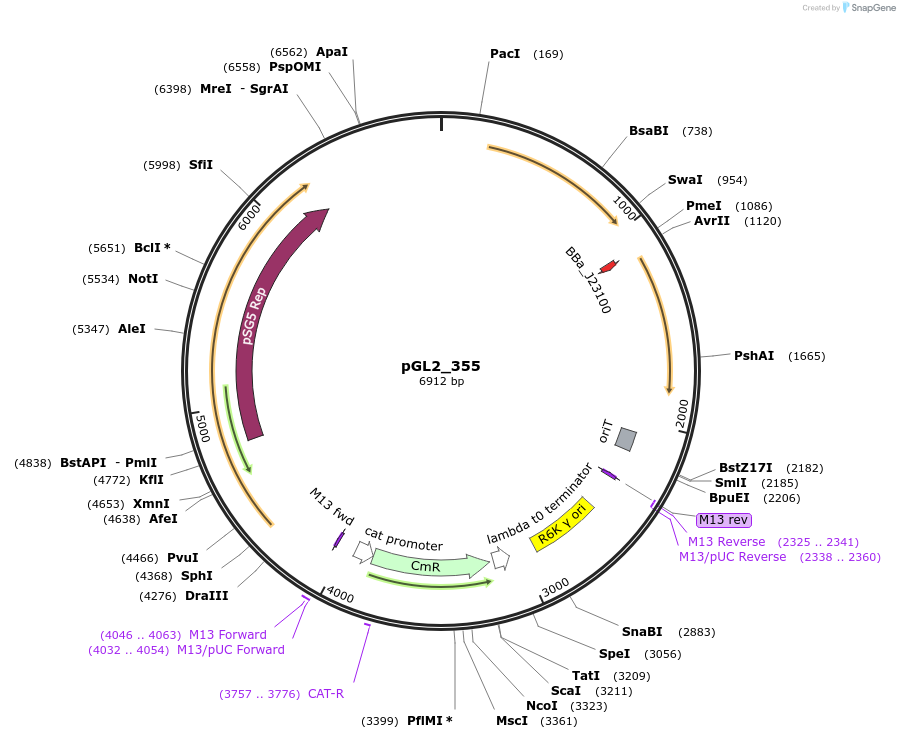 251935-plasmid-map-sequence-id-504592