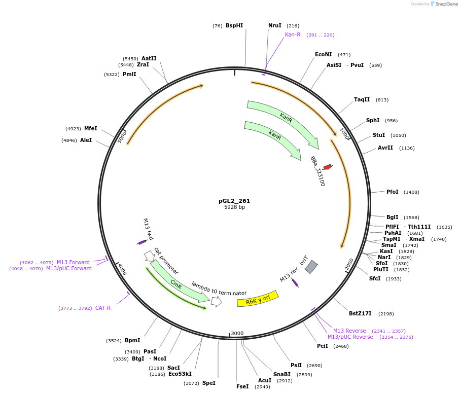 251901-plasmid-map-sequence-id-504594