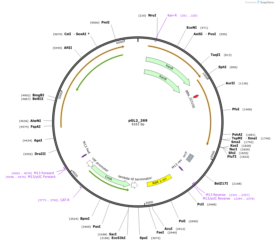 251909-plasmid-map-sequence-id-504596