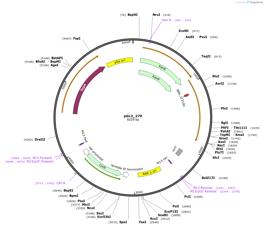 251910-plasmid-map-sequence-id-504598