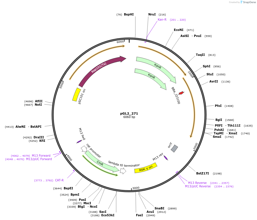 251911-plasmid-map-sequence-id-504600
