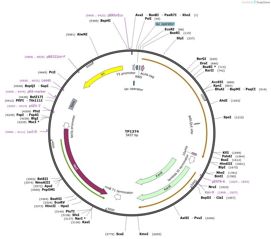 252365-plasmid-map-sequence-id-504601