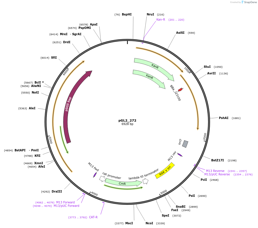 251912-plasmid-map-sequence-id-504603