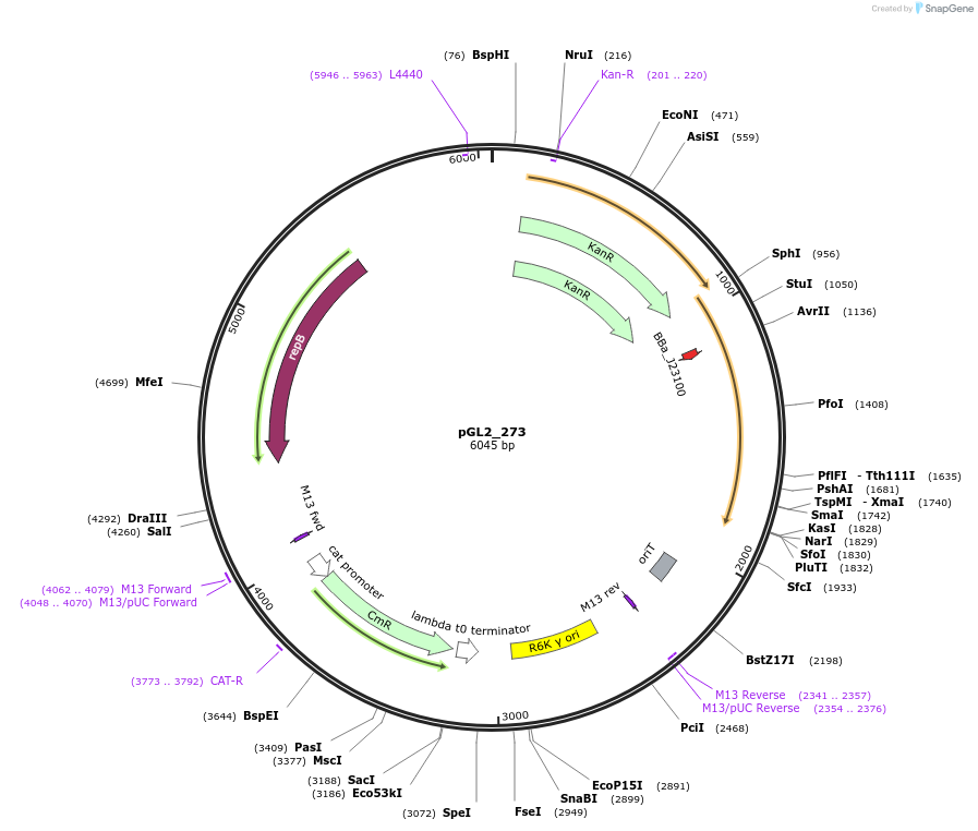 251913-plasmid-map-sequence-id-504605