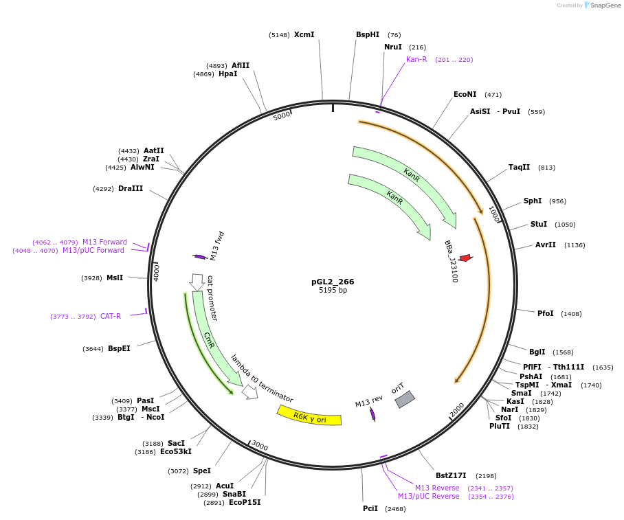 251906-plasmid-map-sequence-id-504606