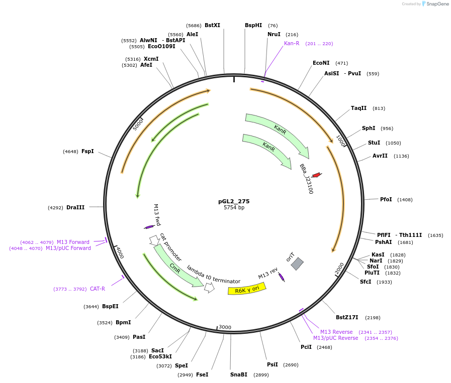 251915-plasmid-map-sequence-id-504609