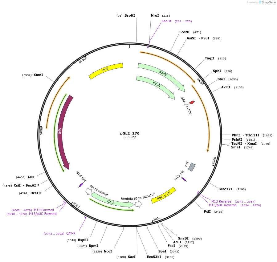 251916-plasmid-map-sequence-id-504611