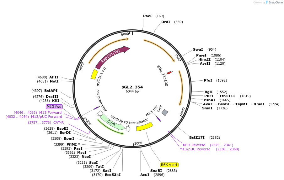 251934-plasmid-map-sequence-id-504615