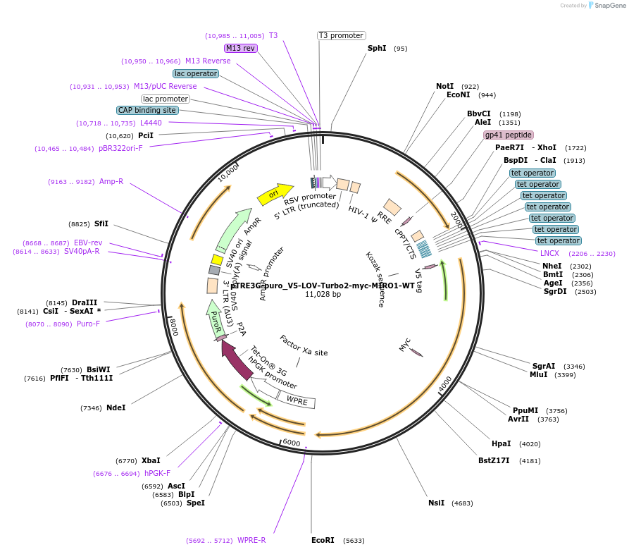253794-plasmid-map-sequence-id-504620