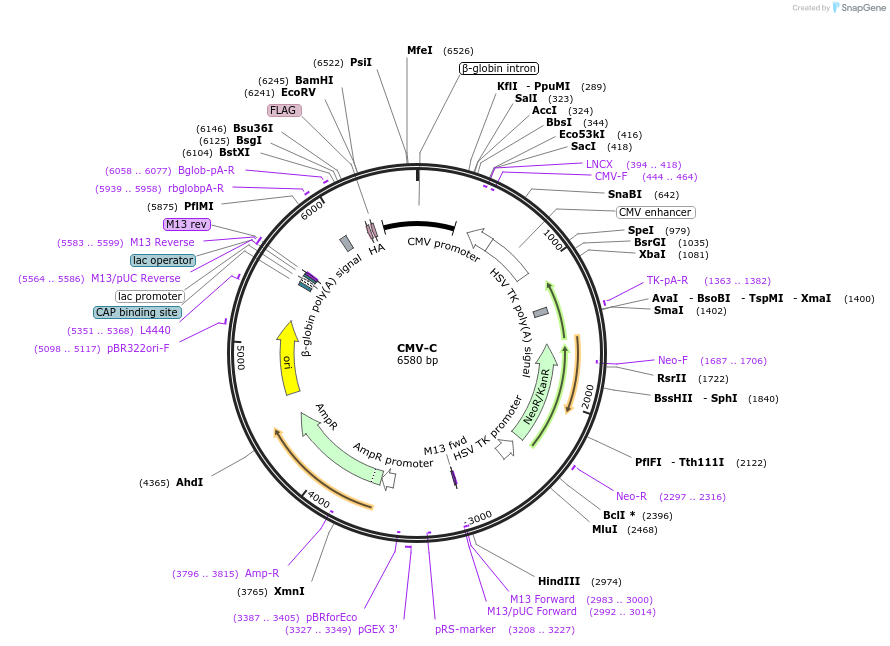 253674-plasmid-map-sequence-id-504621