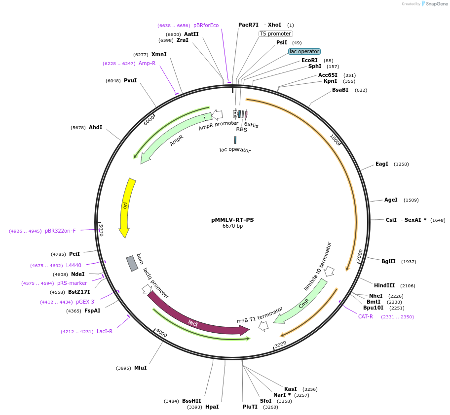 252404-plasmid-map-sequence-id-504625