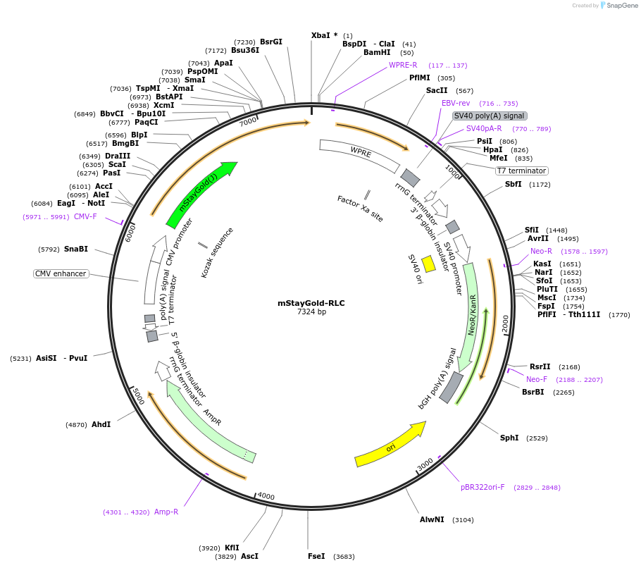 253978-plasmid-map-sequence-id-504643