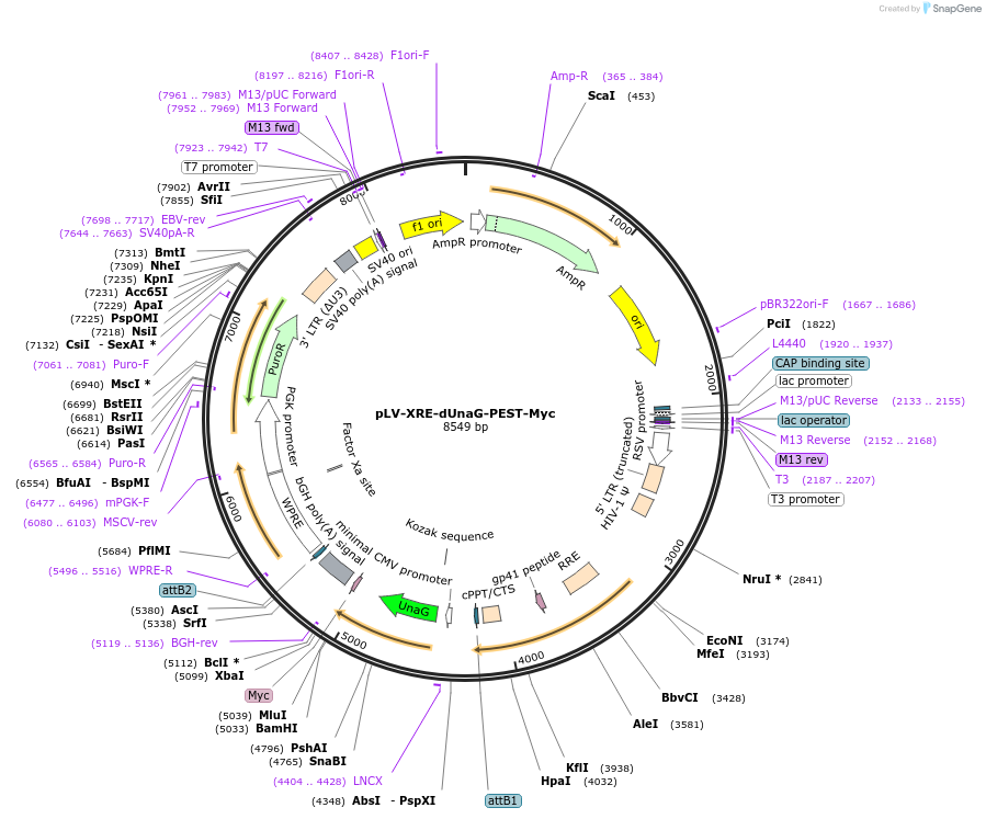 252287-plasmid-map-sequence-id-504649