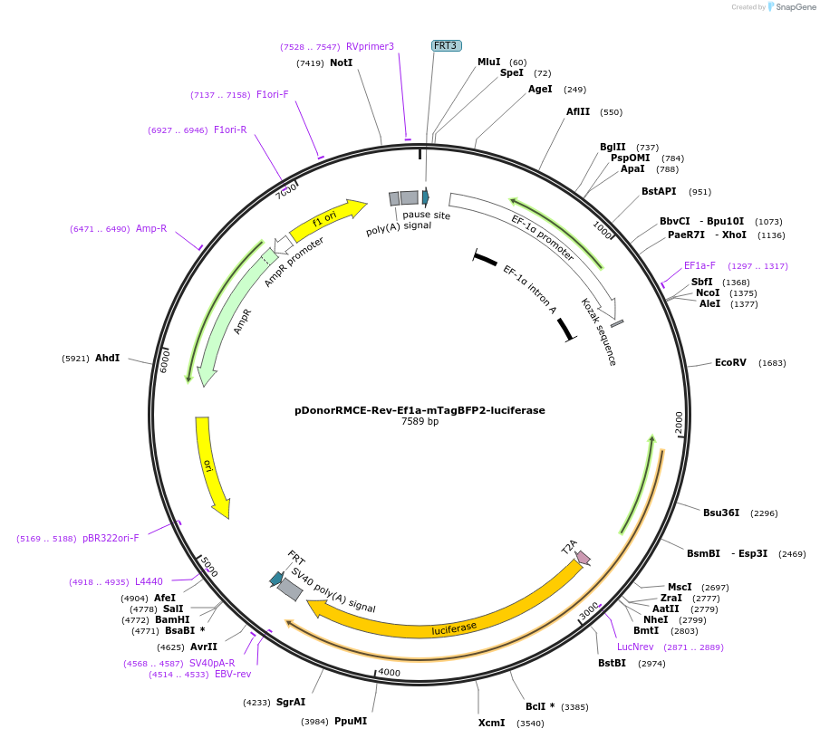 253440-plasmid-map-sequence-id-504650