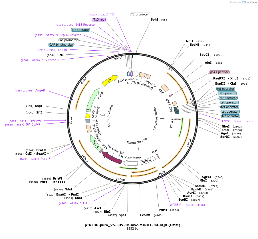 253797-plasmid-map-sequence-id-504653