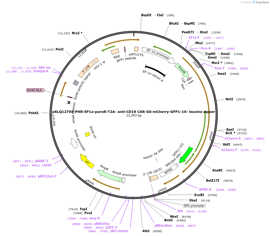252639-plasmid-map-sequence-id-504660