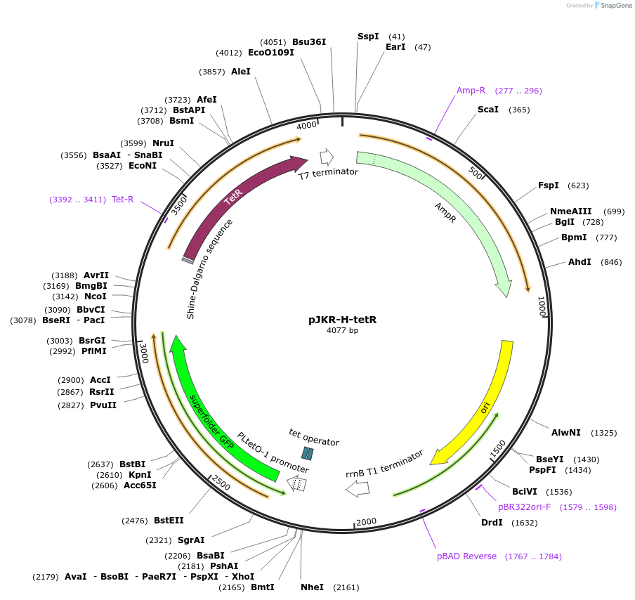 62561-plasmid-map-sequence-id-504668