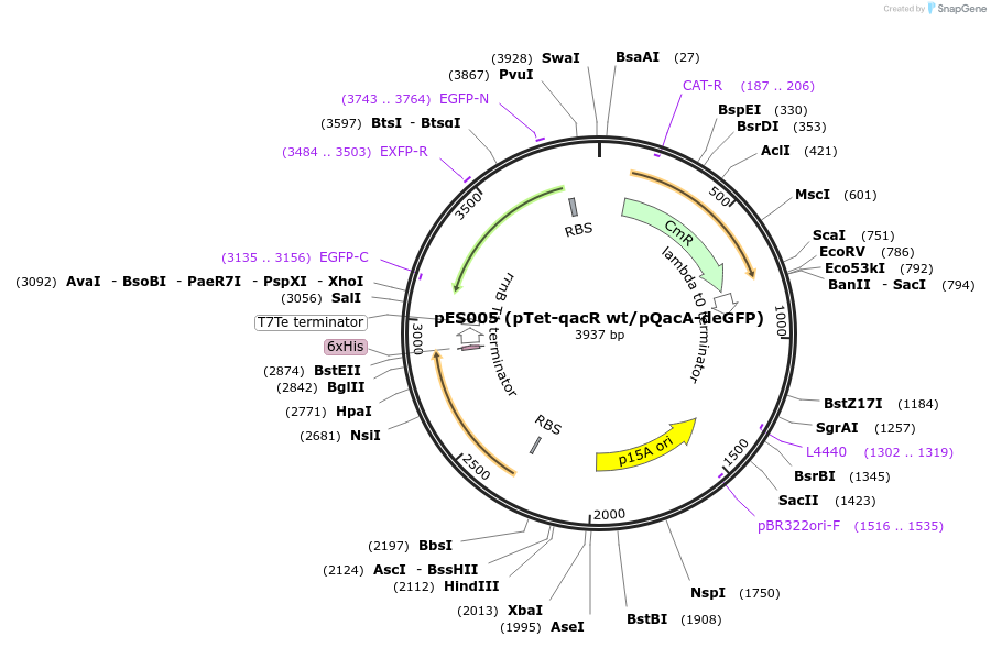 69034-plasmid-map-sequence-id-504671