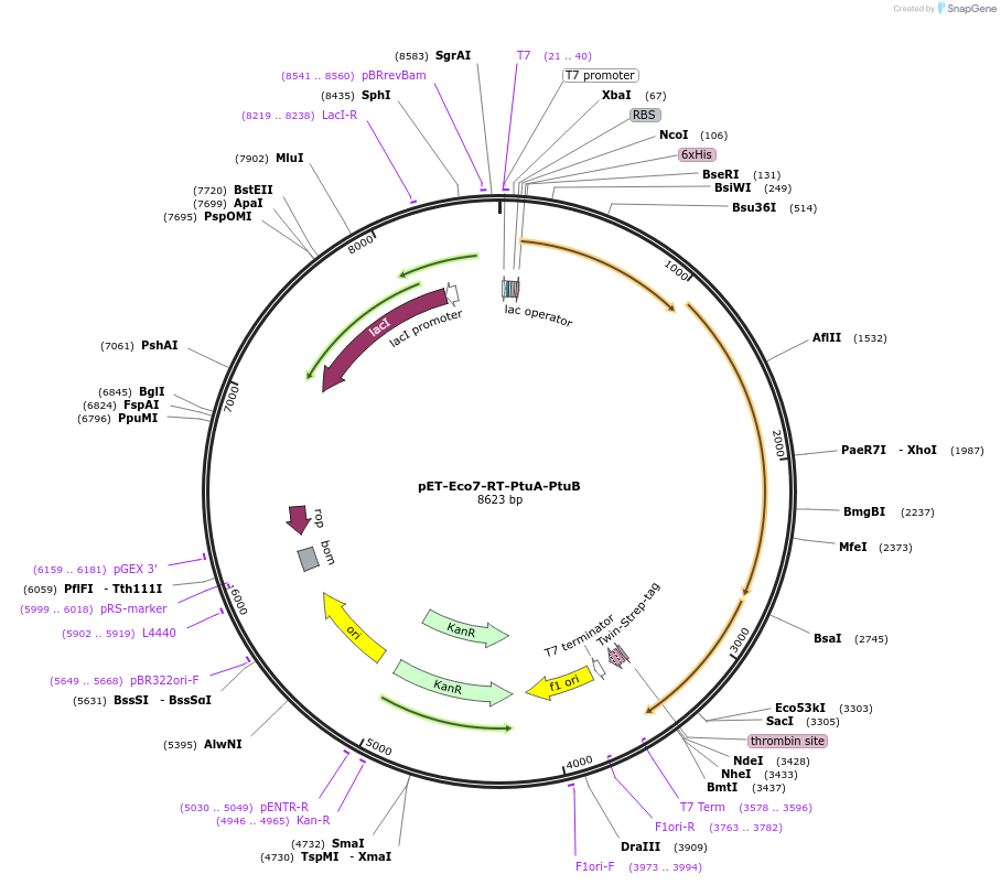 252300-plasmid-map-sequence-id-504672