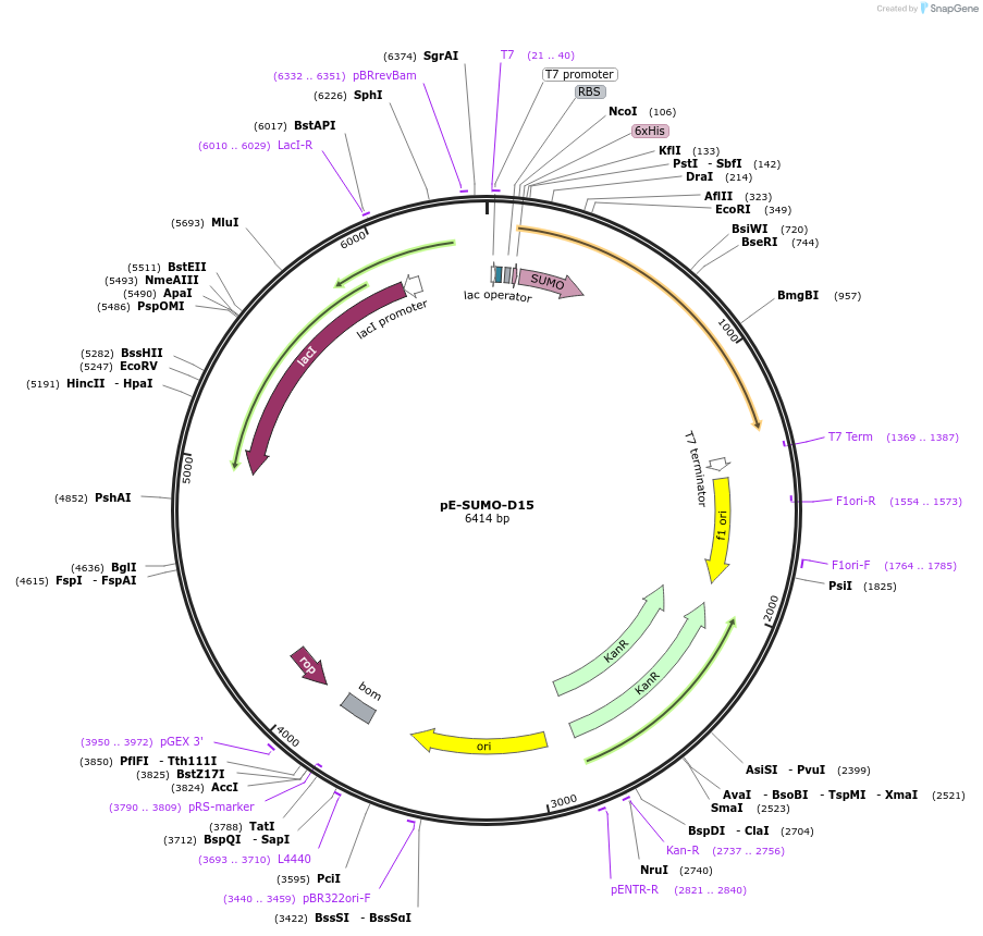 252302-plasmid-map-sequence-id-504673