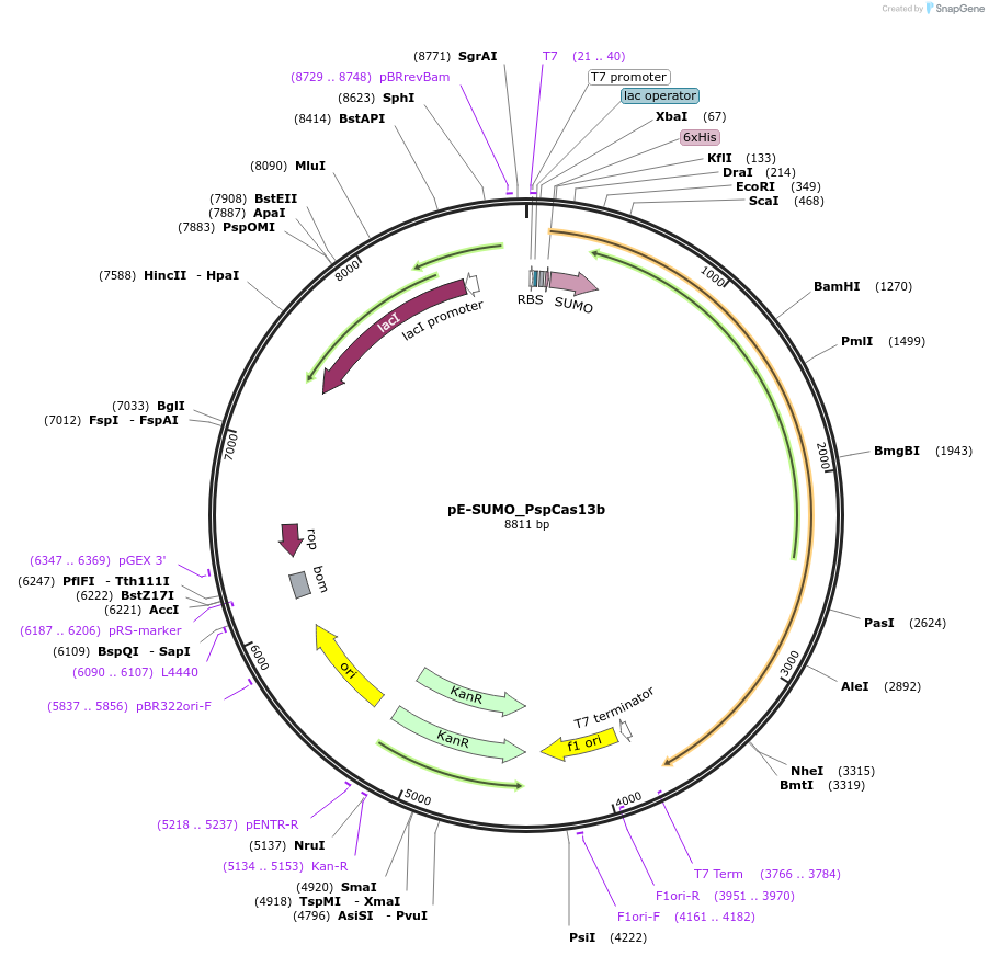 252295-plasmid-map-sequence-id-504675