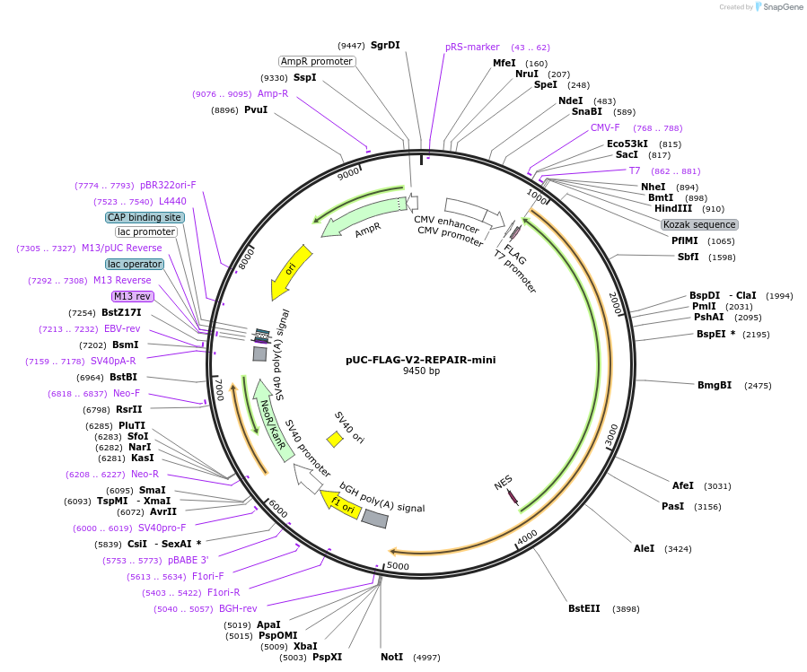 252298-plasmid-map-sequence-id-504676