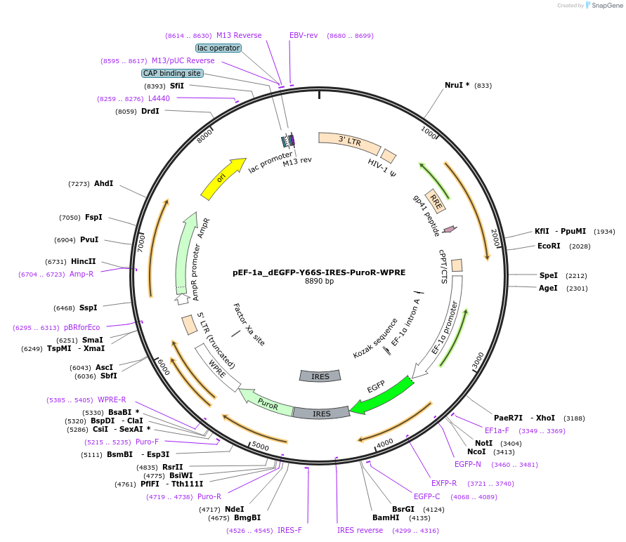 251210-plasmid-map-sequence-id-504677