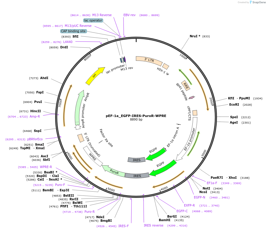 251211-plasmid-map-sequence-id-504678
