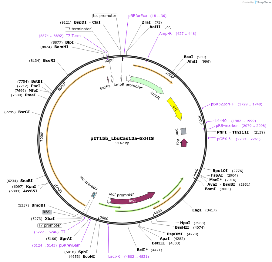 251213-plasmid-map-sequence-id-504679