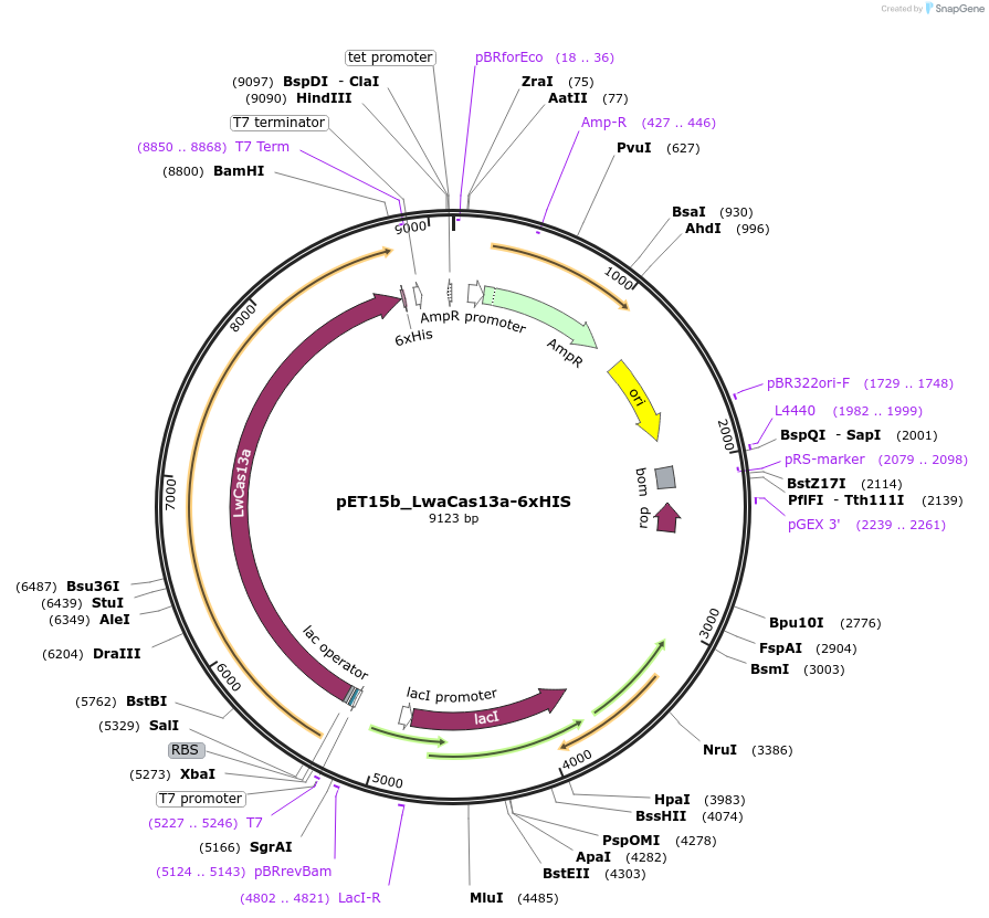 251214-plasmid-map-sequence-id-504680