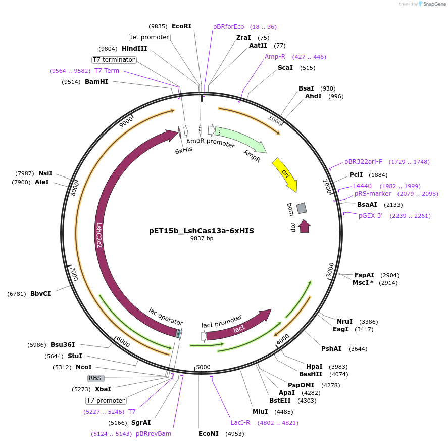 251215-plasmid-map-sequence-id-504681