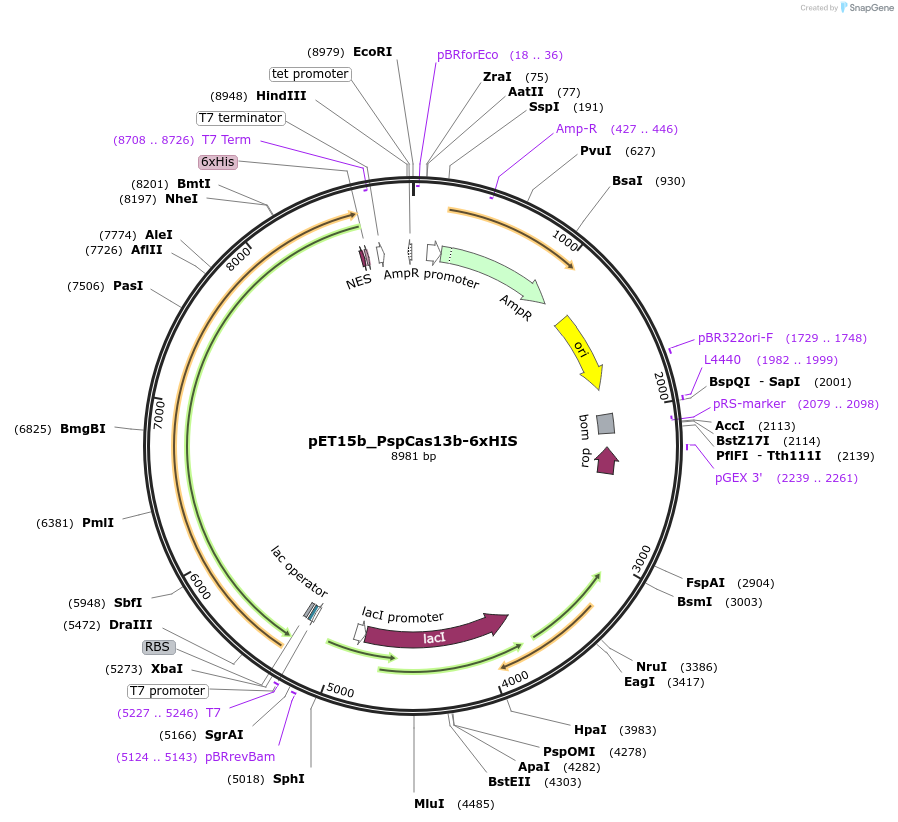 251216-plasmid-map-sequence-id-504682
