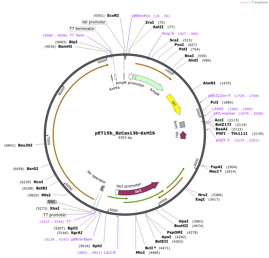 251217-plasmid-map-sequence-id-504683