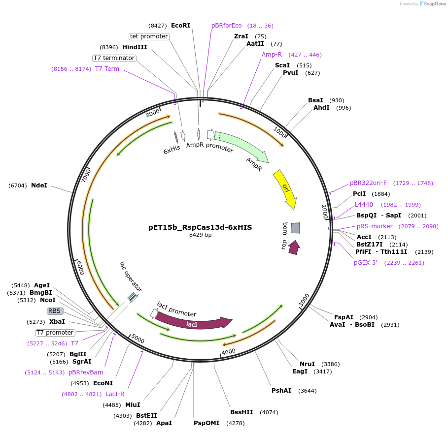 251218-plasmid-map-sequence-id-504684