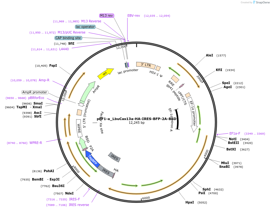 251219-plasmid-map-sequence-id-504685