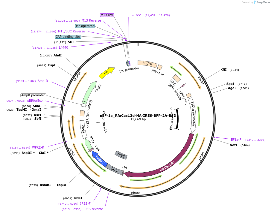 251220-plasmid-map-sequence-id-504686