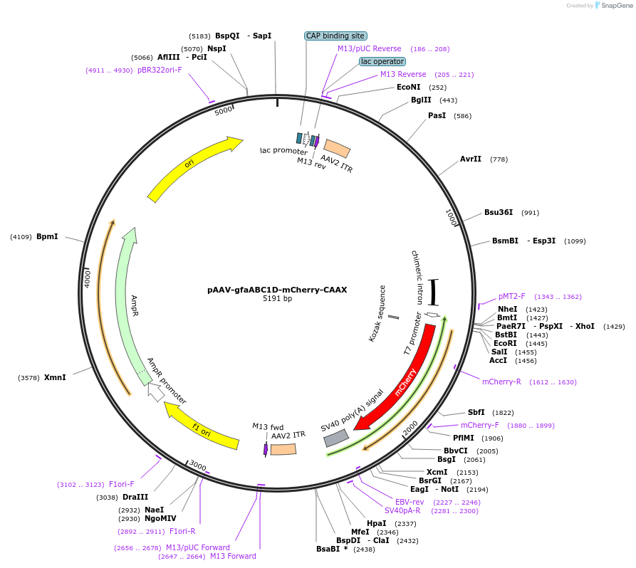 250168-plasmid-map-sequence-id-504691
