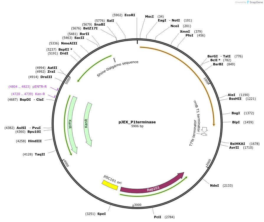 248951-plasmid-map-sequence-id-504693