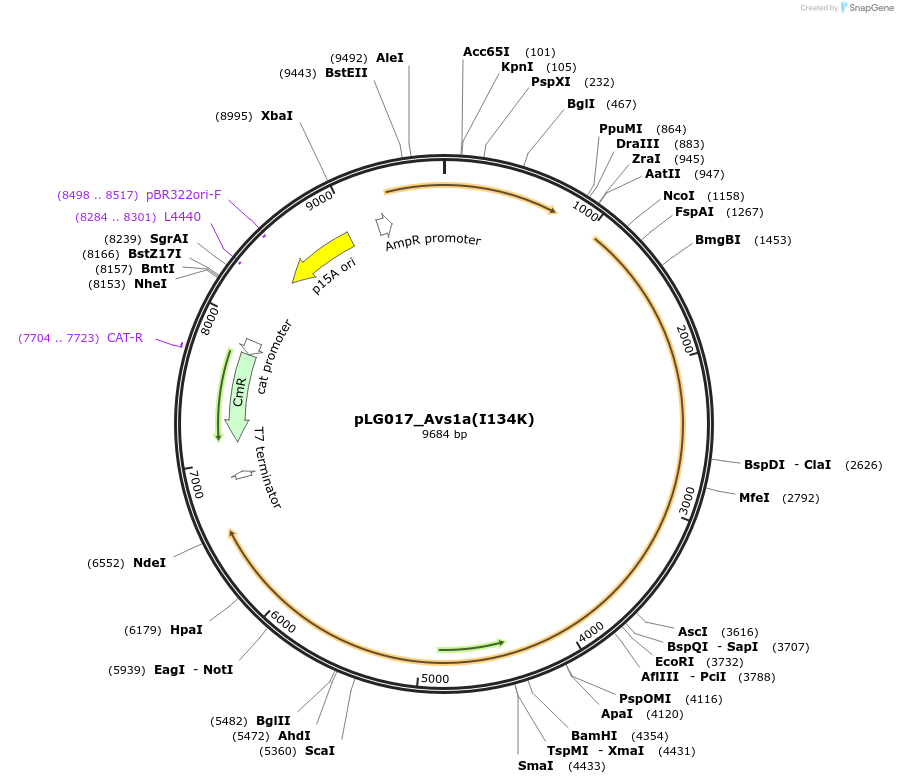 248945-plasmid-map-sequence-id-504694