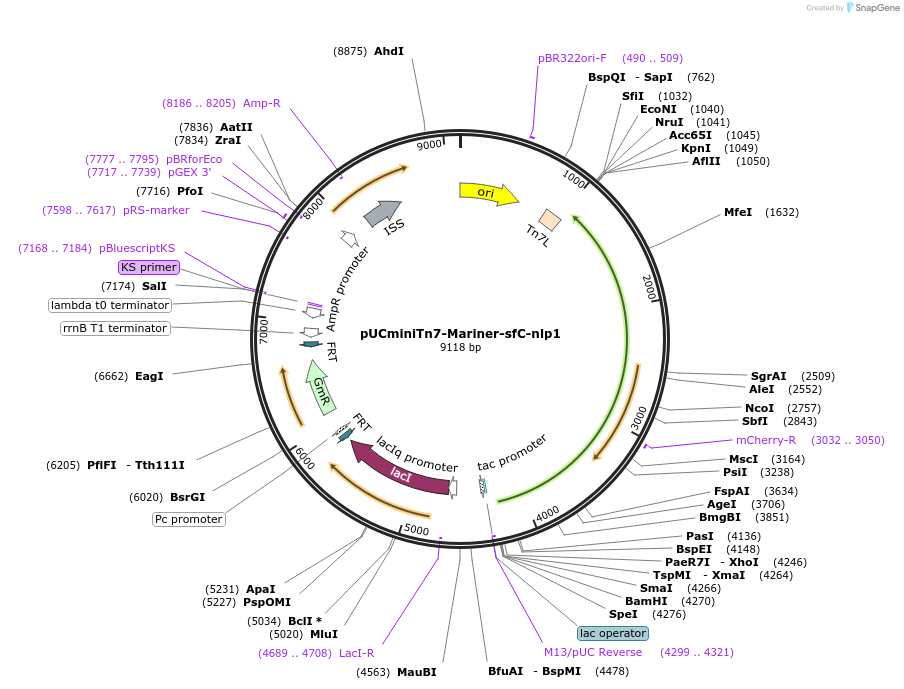 250981-plasmid-map-sequence-id-504696