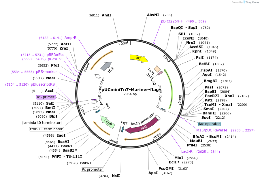 250982-plasmid-map-sequence-id-504698