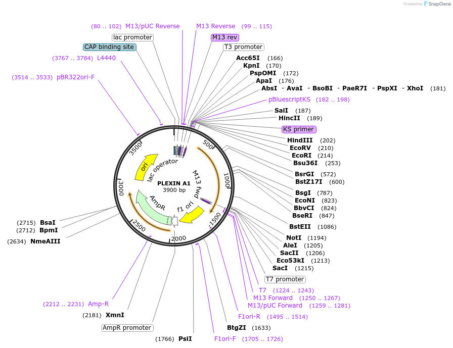 58237-plasmid-map-sequence-id-504700
