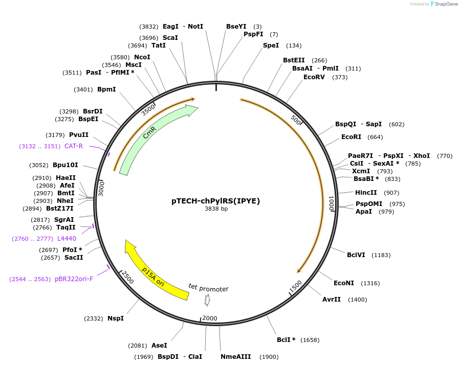 99222-plasmid-map-sequence-id-504707