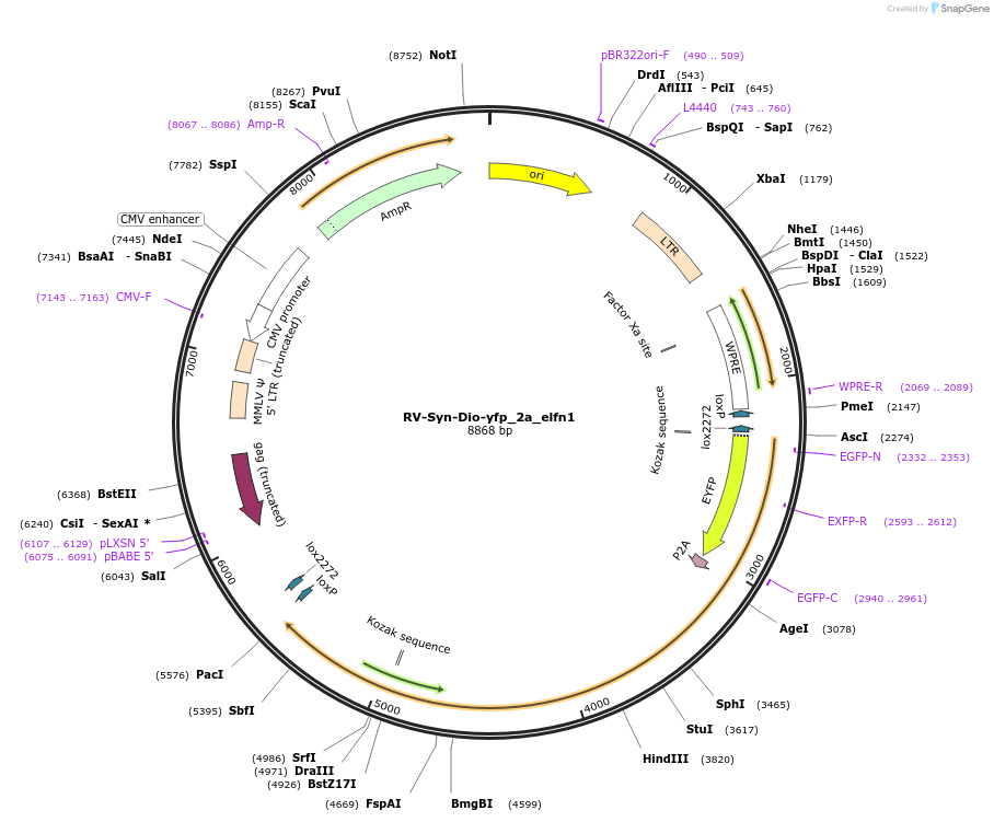 98177-plasmid-map-sequence-id-504715
