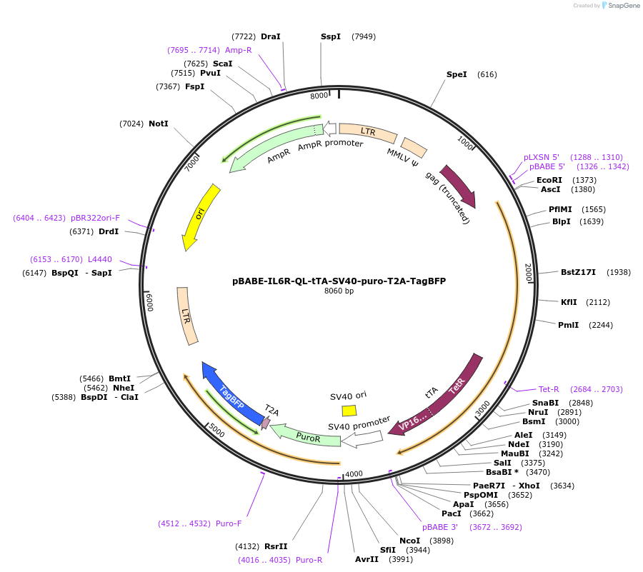 254086-plasmid-map-sequence-id-504740