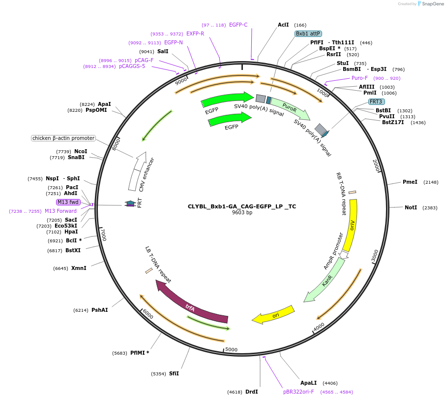 252224-plasmid-map-sequence-id-504746