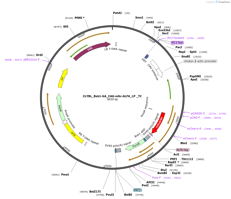 252225-plasmid-map-sequence-id-504749