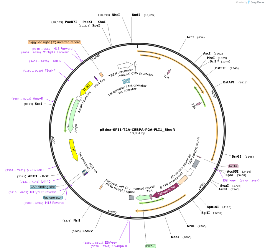 250291-plasmid-map-sequence-id-504753