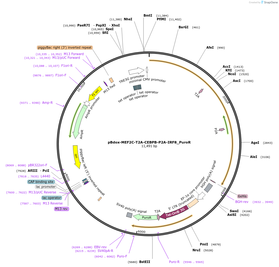 250292-plasmid-map-sequence-id-504757